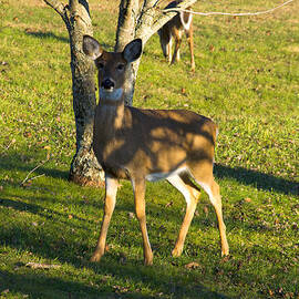 white tailed Doe by a tree by Flees Photos