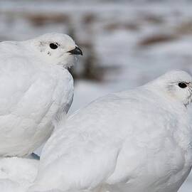 White-tailed Ptarmigan by Cascade Colors