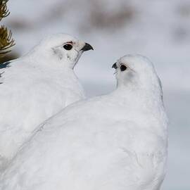 White-tailed Ptarmigan Pair by Cascade Colors