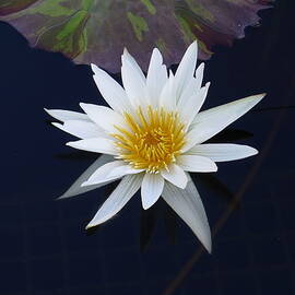 White Water Lily by Richard Reeve