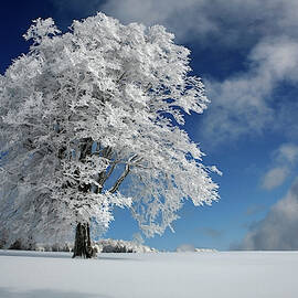 White Windbuche In Black Forest by Franz Schumacher