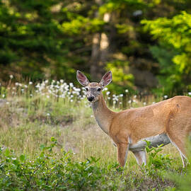 Whitetail Doe Cadillac Mountain Acadia NP by Jeff Sinon