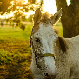 Who You Lookin At by David Morefield
