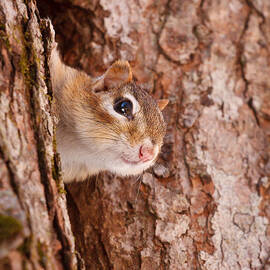 Whos That Knocking On My Door by Jeff Sinon