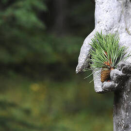 Why   1917 Canadian Immigrant Memorial by Mary Lee Dereske