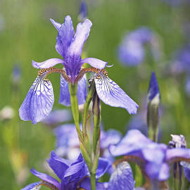Wild Irises by Rona Black