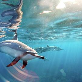Wild Spinner Dolphins by Ai Angel Gentel