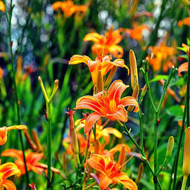 wild tiger lilies by Flees Photos