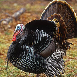 Wild Turkey Male Displaying Long Island Jigsaw Puzzle by Tom Vezo