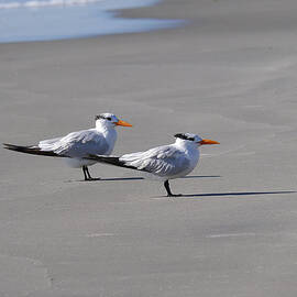 Wildwood - Royal Terns by Richard Reeve