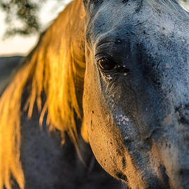 Will You Be Back Tomorrow by David Morefield