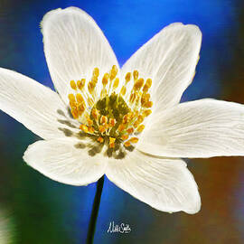 Windflower Whispers by Nikki Marie Smith