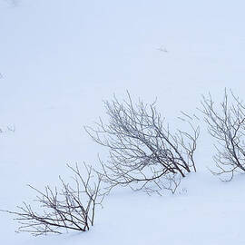 Windswept by Jeff Sinon