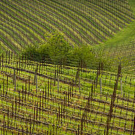 Wine Design by Jean Noren