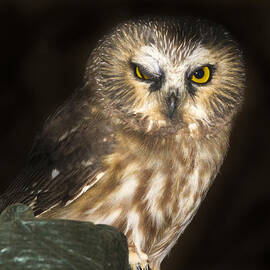 Winking Saw-Whet by Jean Noren