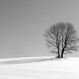 Winter - Snow Trees in Mono by Richard Reeve