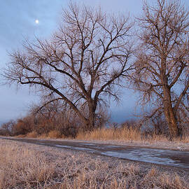 Winter Dawn Moon and Tree Landscape by Cascade Colors