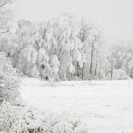 Winter Doe by Mary Jo Allen