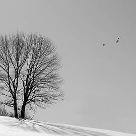 Winter - Fly Past in Mono by Richard Reeve
