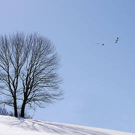 Winter - Fly Past by Richard Reeve