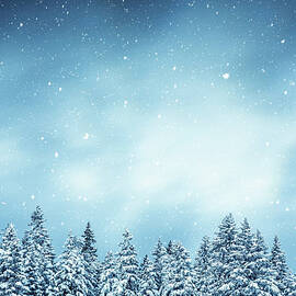 Winter Forest by Borchee