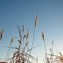 Winter Grasses Against A Blue Sky by Dougal Waters