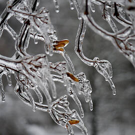 Winter - Icy Branches by Richard Reeve