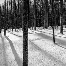 Winter Shadows by Jeff Sinon