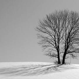 Winter - Snow Trees 2 in Mono by Richard Reeve