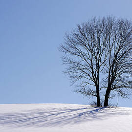 Winter - Snow Trees 2 by Richard Reeve