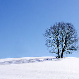 Winter - Snow Trees by Richard Reeve