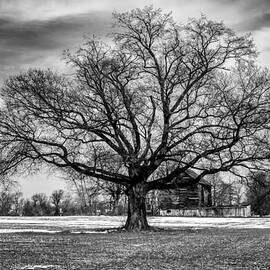 Winter Solstice Tree by Louis Dallara