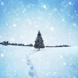 Winter Tree by Borchee