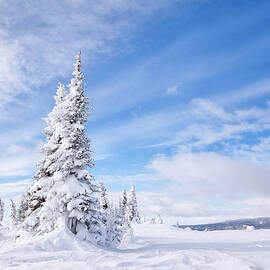 Winter Tree by Kencanning