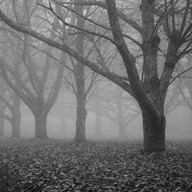 Winter trees in the mist by Georgia Clare