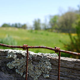 Wire and Lichen by Richard Reeve