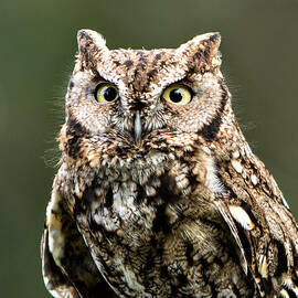 Wise Eyes by Mary Jo Allen