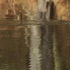 Wood Duck and Hooded Mergansers by Dale Kauzlaric