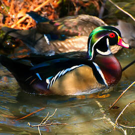 wood duck by Flees Photos
