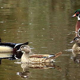 Wood Ducks by Dale Kauzlaric