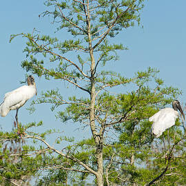 Wood Storks in the Everglades by Natural Focal Point Photography