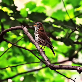 wood thrush singing by Flees Photos