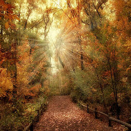 Woodland Light by Jessica Jenney