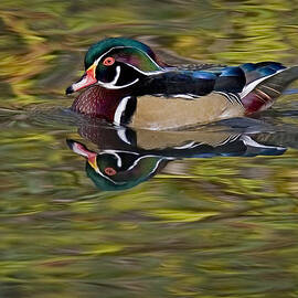 Woody by Susan Candelario