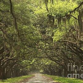 Wormsloe Avenue Of The Oaks by Adam Jewell