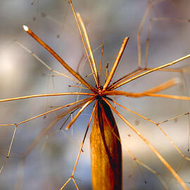 WTH? by Joe Schofield