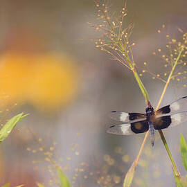 X marks the Dragonfly by Stacy Abbott