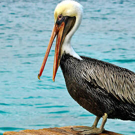 Yada Yada by Jean Noren