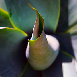 Yawn by Joe Schofield