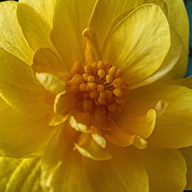 Yellow Bloom by Dale Kauzlaric